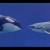 3 differences between a whale and a shark you do not think about