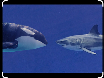 3 differences between a whale and a shark you do not think about