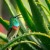 Southern double-collared sunbird