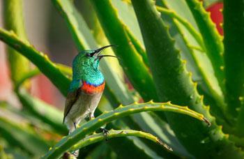 Southern double-collared sunbird