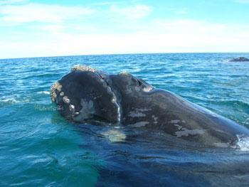 Facts about Southern Right Whales