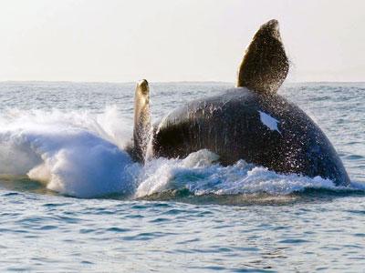 2019 Annual Aerial Survey for Southern Right Whales - Counting our Whales