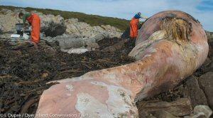 Badly decayed sperm whale washed up in Pearly Beach, thousands of miles from home