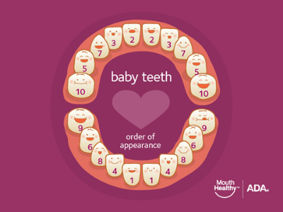 Charts for when your child’s teeth erupt
