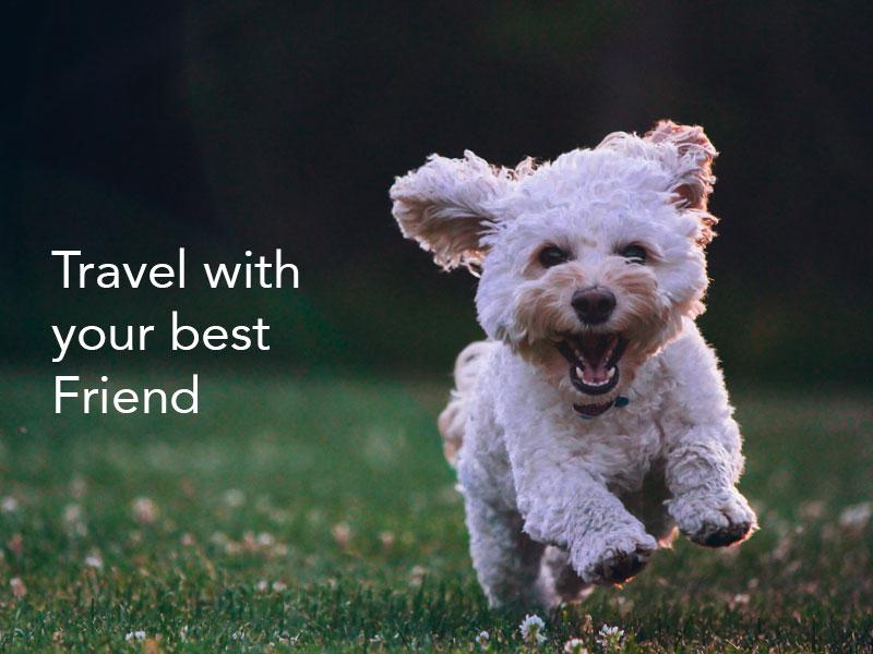 Here are 10 Tips For Traveling With Your Dog