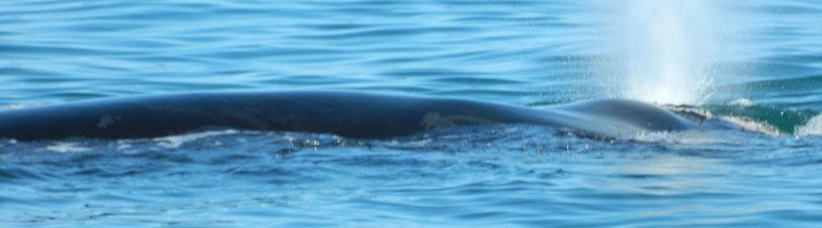 Southern Right Whale Behaviour