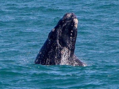 Southern right whale Aerial Survey - Press Release 2020 