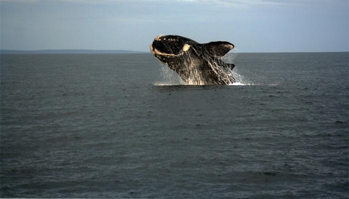 Secrets of the Southern Right Whales