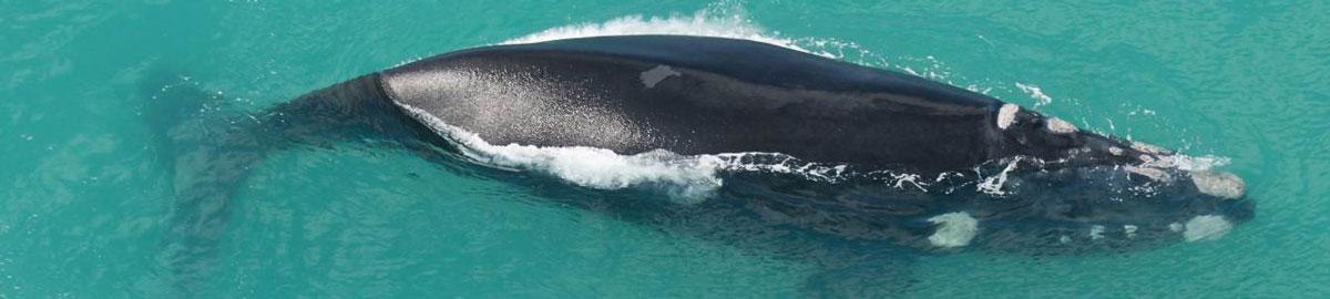 Facts about Southern Right Whales