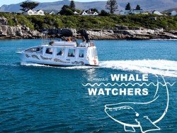 Hermanus Whale Watchers