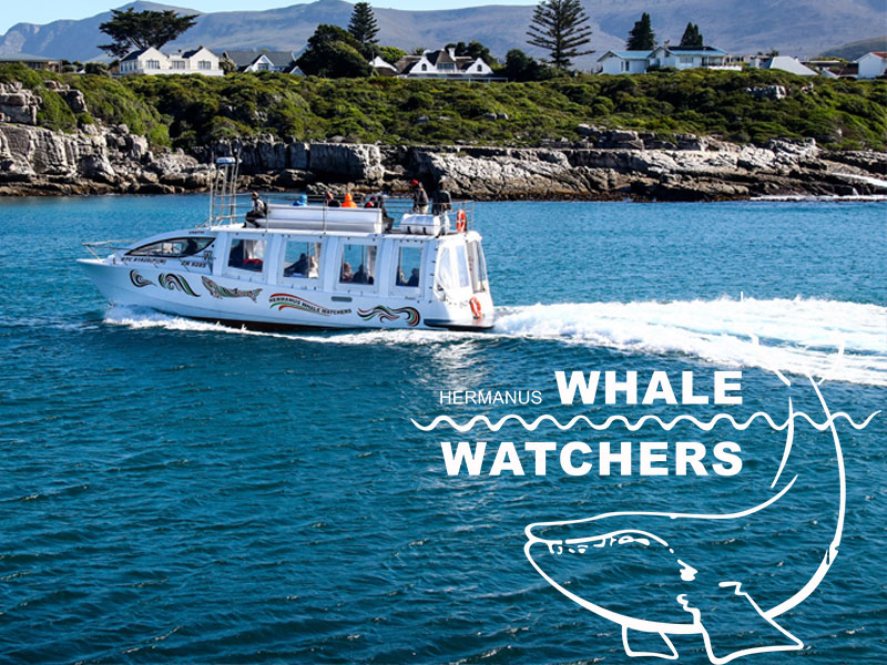 Hermanus Whale Watchers