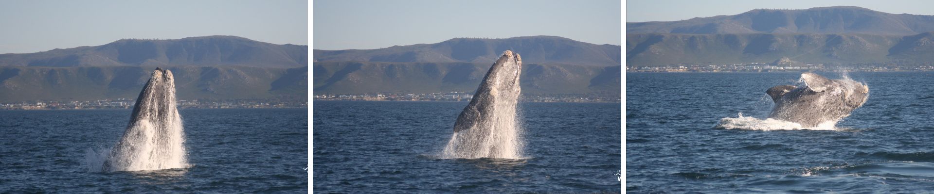 Hermanus is a The Village by the Sea