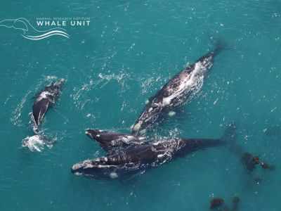  Southern Right Whales are back- an all time record count in the 2023 aerial survey 