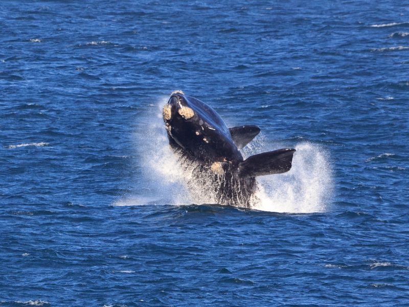 Whale Watching in Hermanus