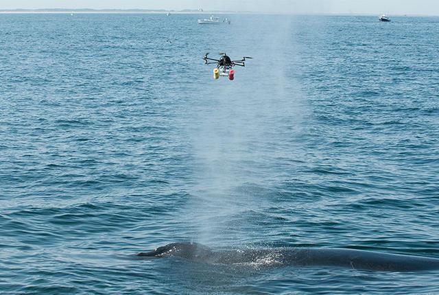 Researchers use Drones to fly through Whale spouts to study the breath of Whales.