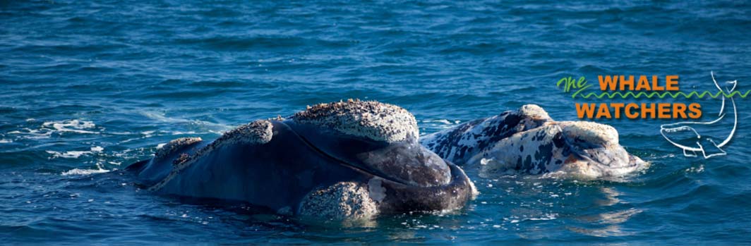 Hermanus Whale Watchers