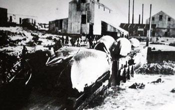 Thar She Blows! The Old Whaling Station at Stoney Point, Betty’s Bay