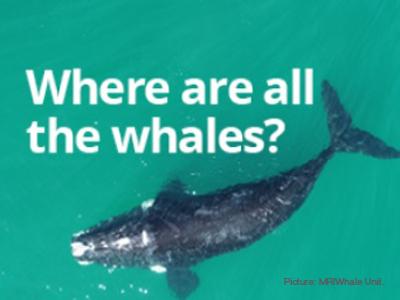  Where are all the whales? Too hungry to migrate