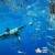 Shark Cage Diving near Shark Alley in Gansbaai, South Africa