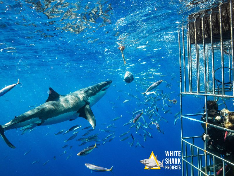 Shark Cage Diving near Shark Alley in Gansbaai, South Africa